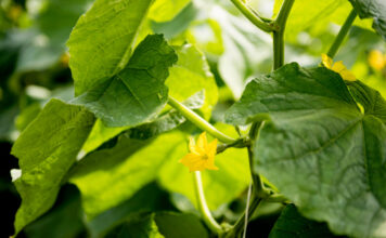 Krenta agurkų žiedai ir nėra derliaus? Pasirodo, priežastis paprasta Krenta agurkų žiedai.