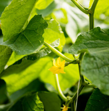 Krenta agurkų žiedai ir nėra derliaus? Pasirodo, priežastis paprasta Krenta agurkų žiedai.