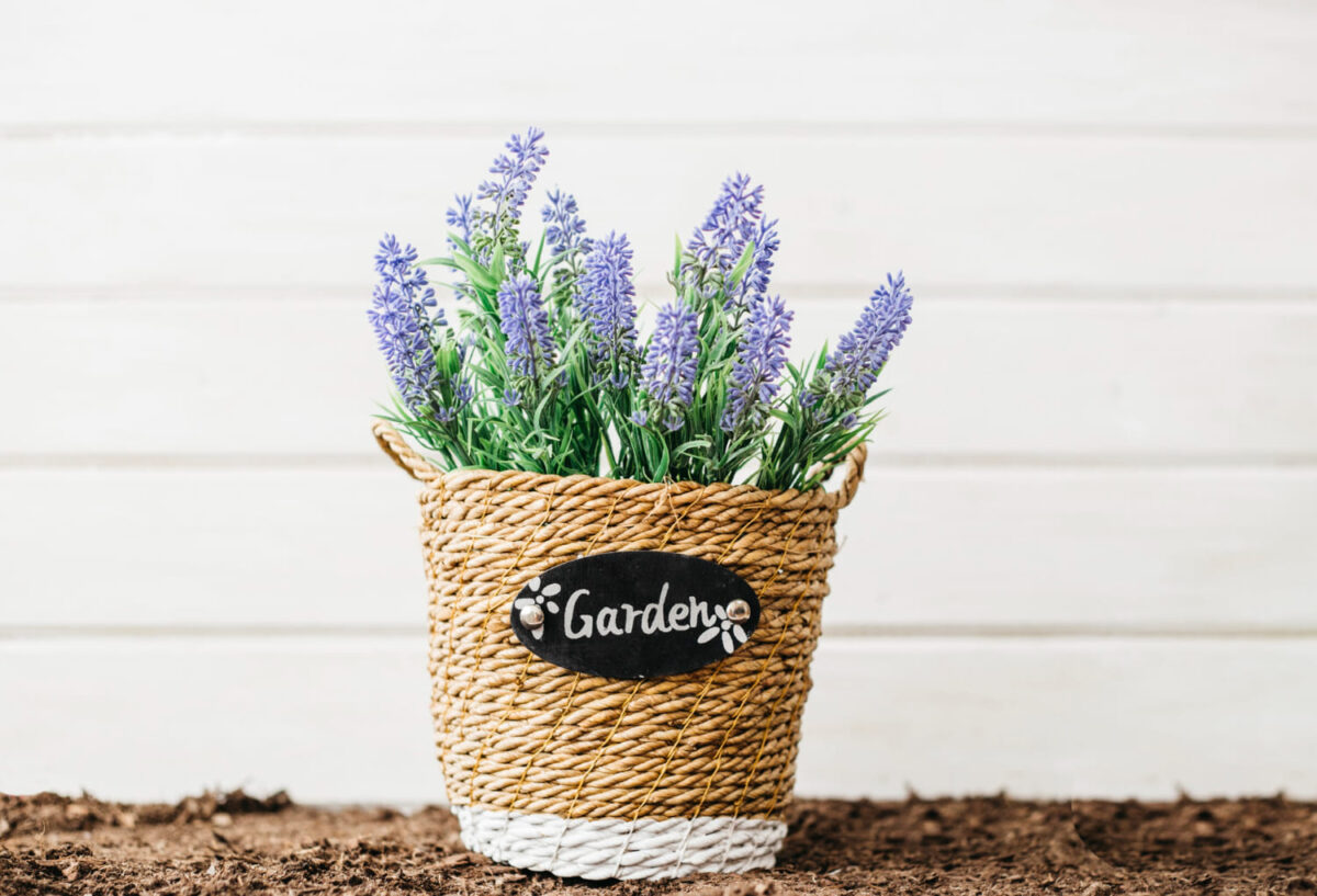 Levanda nuo uodų. Vieno vazonėlio neužtenka.