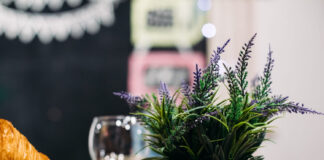 Ši gėlė ne tik graži – bet ir apsaugo nuo uodų Levanda nuo uodų.