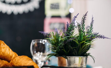 Ši gėlė ne tik graži – bet ir apsaugo nuo uodų Levanda nuo uodų.