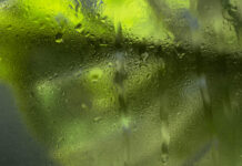 Pelėsis šiltnamyje dingsta greitai: išbandykite šį natūralų purškalą Natūralus purškalas nuo pelėsio šiltnamyje.