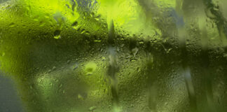 Pelėsis šiltnamyje dingsta greitai: išbandykite šį natūralų purškalą Natūralus purškalas nuo pelėsio šiltnamyje.