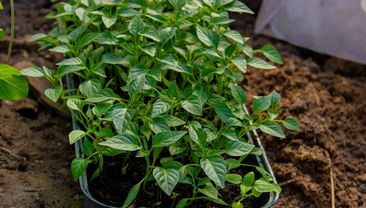 Paprikų sodinimas nešildomame šiltnamyje. Paprikų daigai lauke.