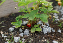 Pelenai braškėms: vieniems padeda, kitiems – kenkia. Kur tiesa? Pelenai braškėms.