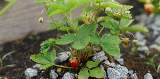 Pelenai braškėms: vieniems padeda, kitiems – kenkia. Kur tiesa? Pelenai braškėms.