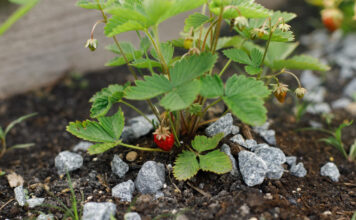 Pelenai braškėms: vieniems padeda, kitiems – kenkia. Kur tiesa? Pelenai braškėms.