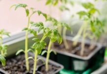 Pomidorų daigai jau pasiruošę – bet ar dar ne per anksti sodinti? Pomidorų daigų sodinimas.