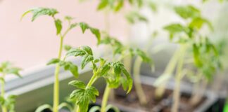 Pomidorų daigai jau pasiruošę – bet ar dar ne per anksti sodinti? Pomidorų daigų sodinimas.