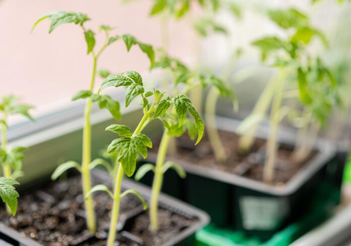 pomidoru-daigu-sodinimas Pomidorų daigų sodinimas.