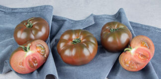 Senieji lietuviški pomidorai grįžta: skonis, kurio nepamiršite Senosios Lietuviškų pomidorų veislės.