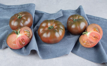 Senieji lietuviški pomidorai grįžta: skonis, kurio nepamiršite Senosios Lietuviškų pomidorų veislės.