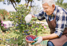 Šilauogių lapai juoduoja? Štai tikroji priežastis, apie kurią mažai kas žino Šilauogių lapai juoduoja.