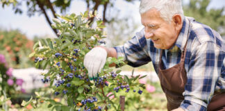 Šilauogių lapai juoduoja? Štai tikroji priežastis, apie kurią mažai kas žino Šilauogių lapai juoduoja.