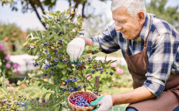 Šilauogių lapai juoduoja? Štai tikroji priežastis, apie kurią mažai kas žino Šilauogių lapai juoduoja.