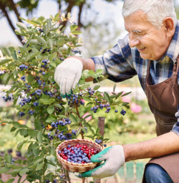 Šilauogių lapai juoduoja? Štai tikroji priežastis, apie kurią mažai kas žino Šilauogių lapai juoduoja.