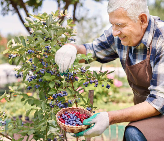 Šilauogių lapai juoduoja? Štai tikroji priežastis, apie kurią mažai kas žino Šilauogių lapai juoduoja.