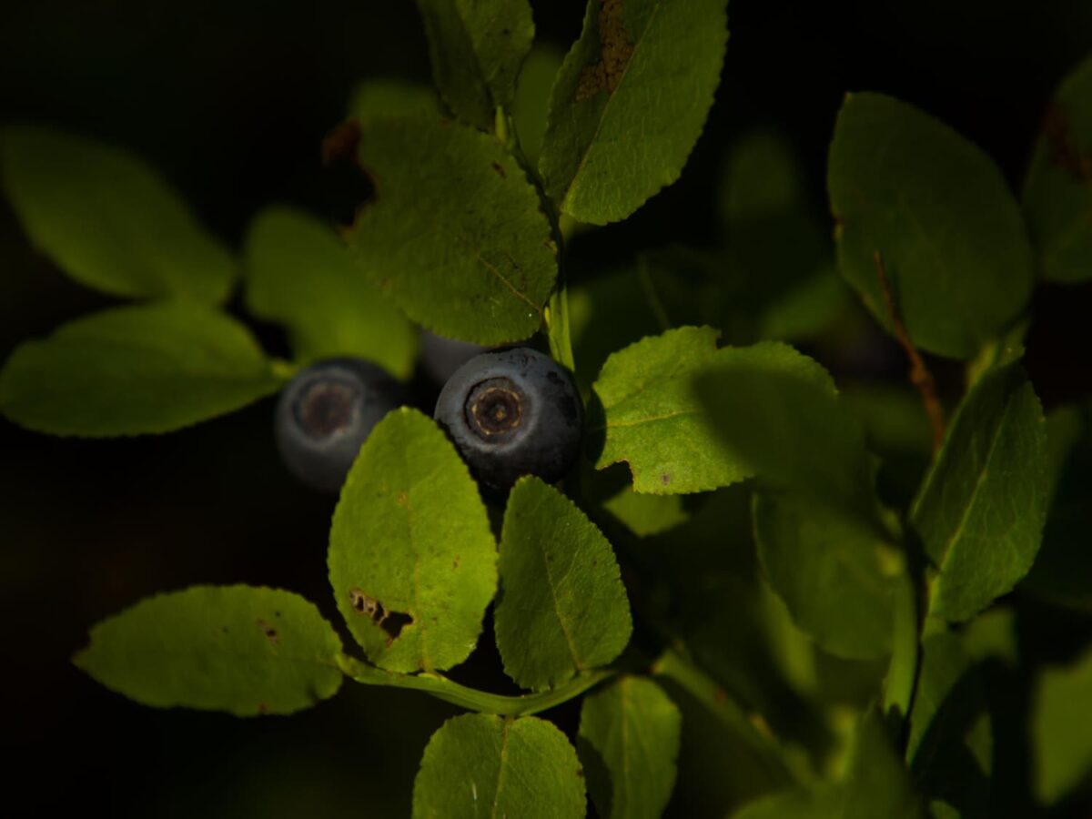 Šilauogių lapai juoduoja. Šaknų pažeidimai.