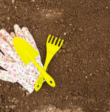 Sveikas dirvožemis: kodėl tikrasis sodo grožis prasideda po žeme Sveikas dirvožemis.