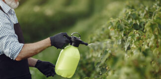 Šalnos pakenkė braškėms? Šis paprastas nuoviras dar gali jas išgelbėti Svogūnų lukštų nuoviras braškėms.