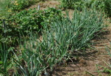 Senovinis svogūnų tręšimo būdas grįžo – stiprėja ir derlius, ir skonis Svogūnų trešimas pelenais.