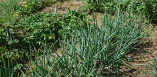 Senovinis svogūnų tręšimo būdas grįžo – stiprėja ir derlius, ir skonis Svogūnų trešimas pelenais.