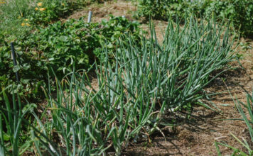Senovinis svogūnų tręšimo būdas grįžo – stiprėja ir derlius, ir skonis Svogūnų trešimas pelenais.