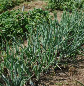 Senovinis svogūnų tręšimo būdas grįžo – stiprėja ir derlius, ir skonis Svogūnų trešimas pelenais.