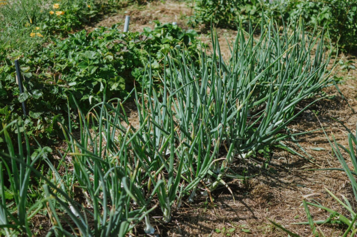 svogunu-tresimas-pelenais Svogūnų trešimas pelenais.