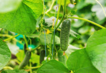 Daržininkų paslaptis: žuvies miltai, kurie keičia agurkų derlių Žuvies miltai agurkams.