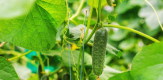 Daržininkų paslaptis: žuvies miltai, kurie keičia agurkų derlių Žuvies miltai agurkams.