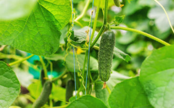 Daržininkų paslaptis: žuvies miltai, kurie keičia agurkų derlių Žuvies miltai agurkams.