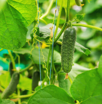 Daržininkų paslaptis: žuvies miltai, kurie keičia agurkų derlių Žuvies miltai agurkams.