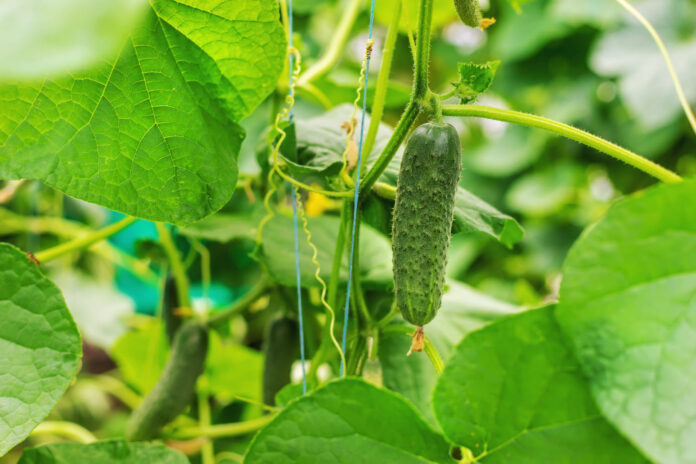 zuvies-miltai-agurkams-agurkai Žuvies miltai agurkams.